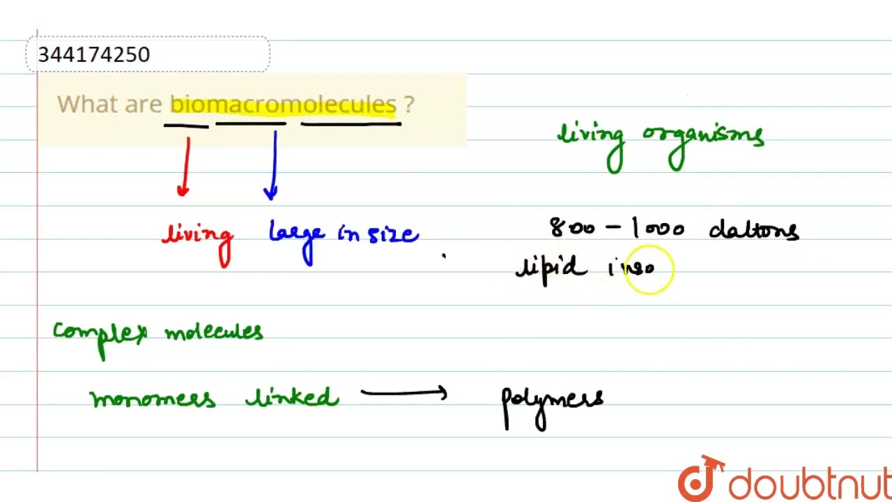 What are biomacromolecules ?  | CLASS 11 | Biomolecules | BIOLOGY | Doubtnut