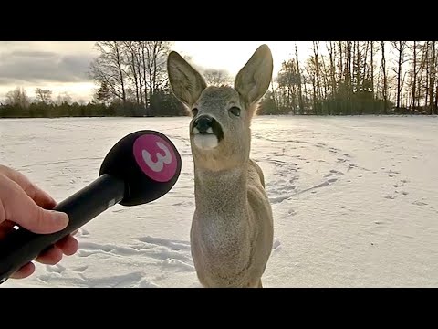 Les meilleurs bêtisiers de la décennie 🤪 vidéos drôles d'animaux 2025