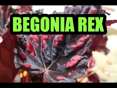 , title : 'Begonia Rex Ingrijire - Begonia cu cele mai frumoase frunze! #ingrijireaflorilor'