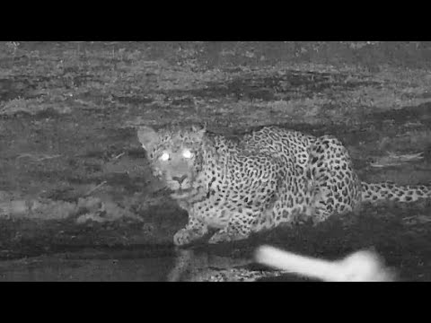 Djuma: Leopard-Molwati Male - 23:50 - 05/29/20