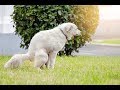 Top 4 Home Remedies For Dog Constipation Safe Natural And Effective