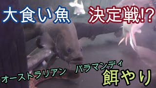 めっちゃ食うお魚さん、オーストラリアンバラマンディ!!!【熱帯魚,アクアリウム,大型魚,観賞魚】