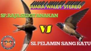 Download lagu SUARA WALET STEREO - SP Raja sedot anakan vs SI Pelamin sang ratu mp3 Download lagu SUARA WALET STEREO - SP Raja sedot anakan vs SI Pelamin sang ratu mp3