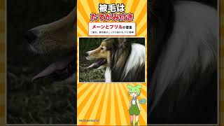 【犬種シリーズ #27】理想体高は「37cm」という一つの数字｜シェットランド・シープドッグ