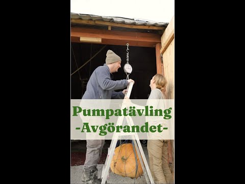 Odlade en stor pumpa. Pumpatävling avgörandet - Trädgårdshacks med GardenR