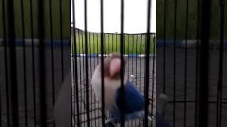 Download lagu lovebird ngekek unik mp3 Download lagu lovebird ngekek unik mp3