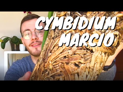 ROTTEN CYMBIDIUM ORCHID: Treatment for root rot in orchids | How to care for cymbidiums