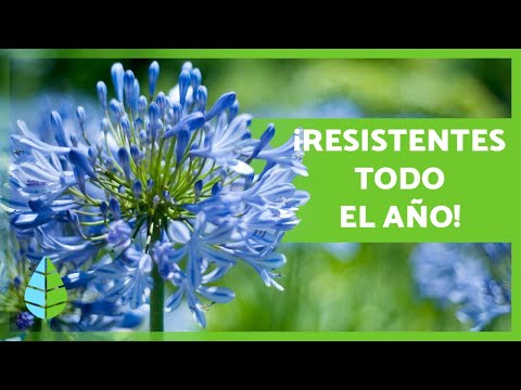 , title : '10 PLANTAS de EXTERIOR RESISTENTES al SOL y al FRÍO 🌼🌿'