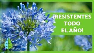 10 PLANTAS de EXTERIOR RESISTENTES al SOL y al FRÍO 🌼🌿