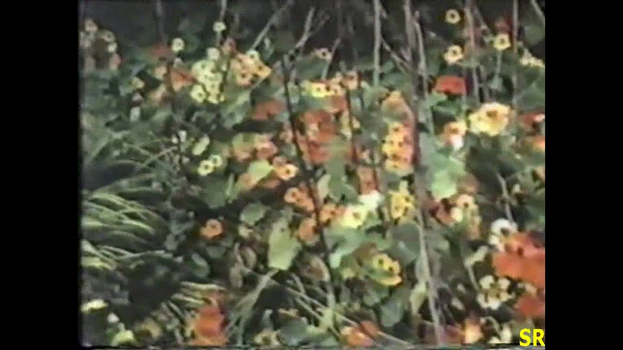 Bheega Bheega Mausam Dheemi Dheemi Khushbu Lyrics | Suraag | Lata Mangeshkar | Bappi Lahiri