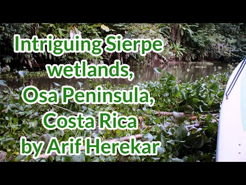 awe - inspiring  Sierpe wetlands, Osa Peninsula, southern Costa Rica by Arif Herekar