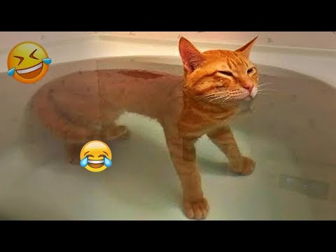 New Funny Cat and Dog Videos 😹🐶 Funniest Animals 🤣 Part 4