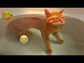 New Funny Cat And Dog Videos Funniest Animals Part 4