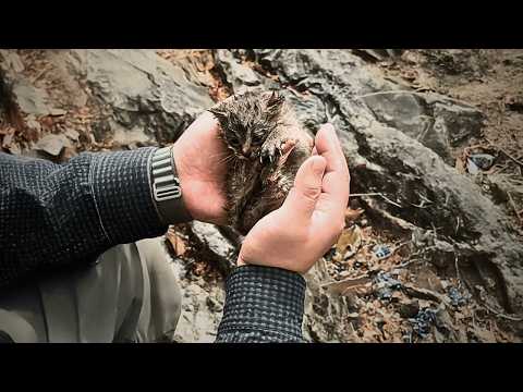 "Come Home With Us, Little One" - Newlyweds Meet Their Destined Kitten