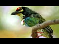Colorful bird - Lucky bird (HD1080p)