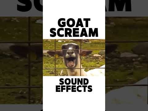 Goat Scream Meme Sound Effect