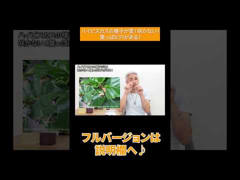 園芸 縞模様のハイビスカス