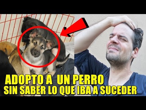 Regalo un cachorro a su esposa, pero años después se arrepintió para toda su vida | FINAL INESPERADO Video