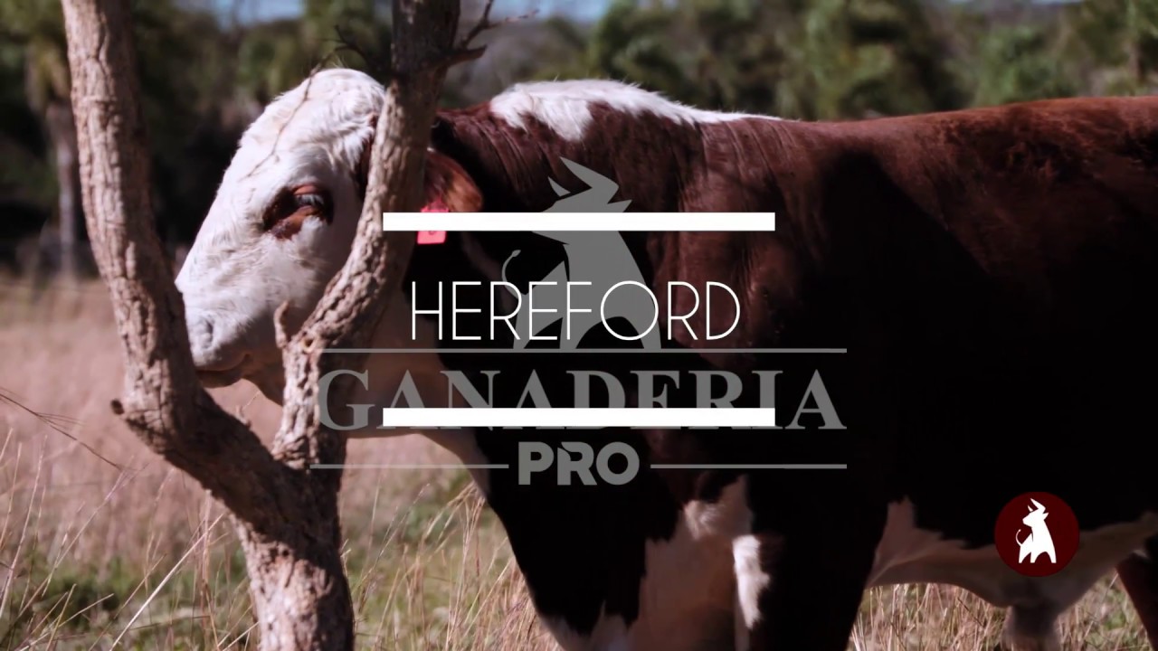 GANADERÍA PRO - HEREFORD - CAPITULO 1