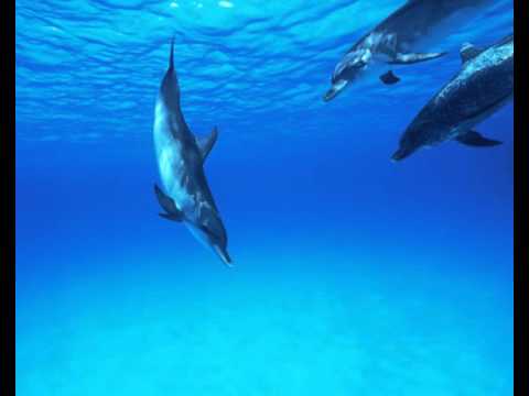 Dolphins.avi
