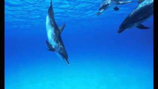 Dolphins.avi