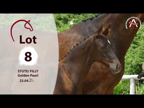 🍀 www.fohlenauktion.at 🍀 Lot08 - GoldenPearl