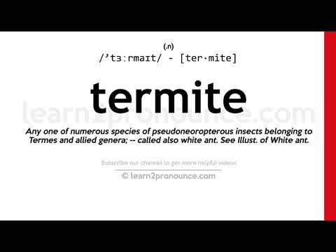 Pronunciation of Termite | Definition of Termite