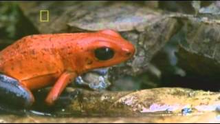 Costa Rica scenes to A Tear For Eddie by Ween