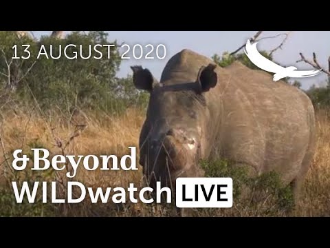 WILDwatch Live | 13 August, 2020 | Morning Safari | South Africa