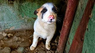 Scared Puppy Begged To Be Rescued Until Someone Finally Heard Him