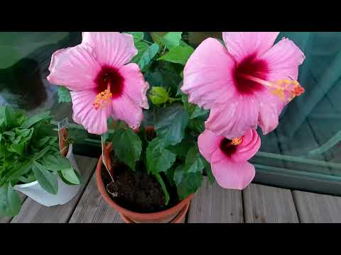 #1 Balcony Garden | Takara MV144 Action Camera 4K UHD | Street navigation in Brussels