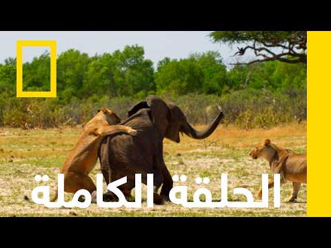 الحلقة الكاملة | الكوكب المعادي: أفريقيا | ناشونال جيوغرافيك أبوظبي