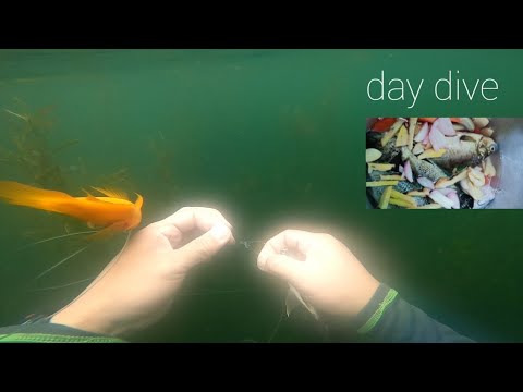 pamamana//spearfishing// daydive