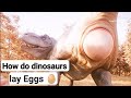 Dinosaurs Laying Eggs What Really Happened