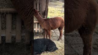 #shorts ラムザウ (Ramsau bei Berchtesgaden) 心安らぐひととき