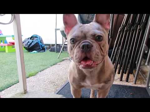 How To Become A Successful Breeder 💯🐶