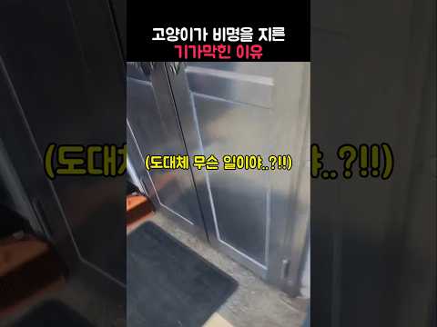 고양이가 비명을 지른 기가막힌 이유