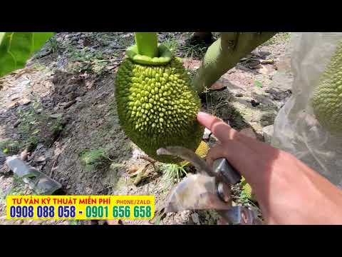 Mit nhỏ thế này, đi phân nuôi trái vào - Đừng đi Đạm nha bà con - Trái méo xẹo hết