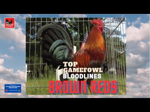 TOP GAMEFOWL BLOODLINES | BROWN REDS.