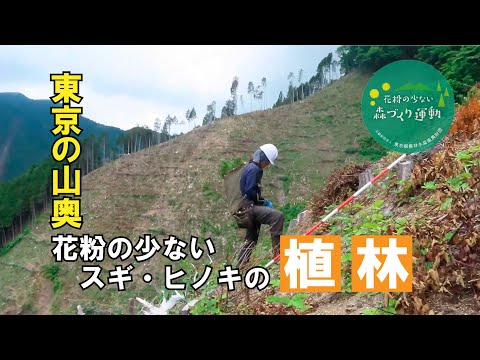 【東京の山奥で実は花粉の少ないスギやヒノキの苗が植えられていた！】
