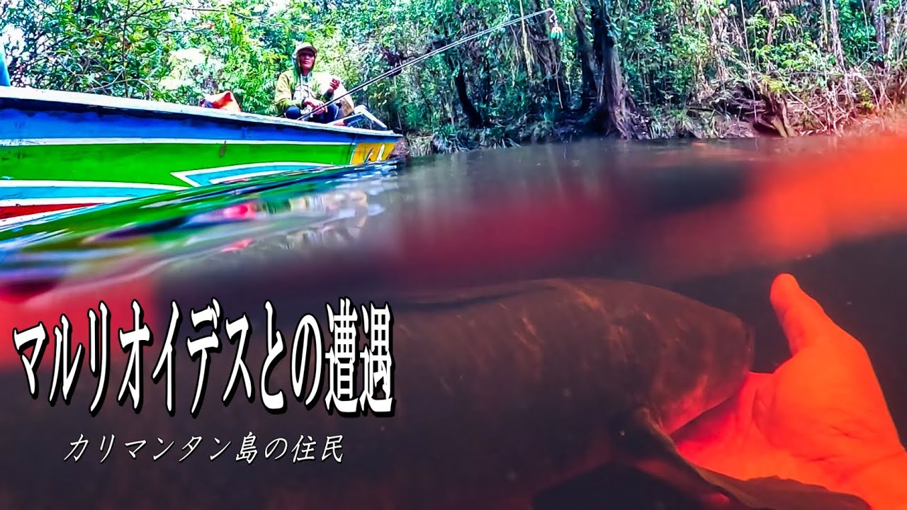 ジャングル最強漁師に案内されたのは、透明度の高い真っ赤な川だった……。Channa marulioides in Kalimantan