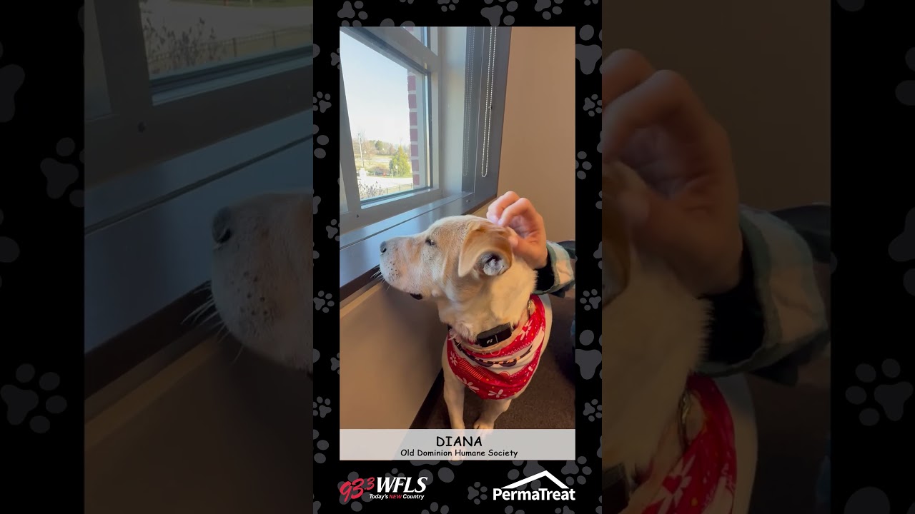 Diana, a Adoptable Mixed Breed in Fredericksburg, VA video 5/5