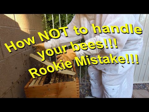 Bee Check 07/09/2024