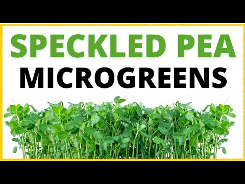 How To Grow Speckled Pea Microgreens Step By Step Tutorial