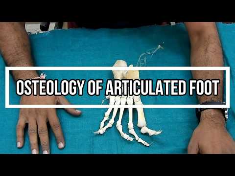 Osteology of Articulated Foot