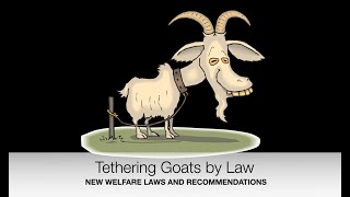 Tethering Goats WELFARE LAWS & recommendations | Sez the Vet