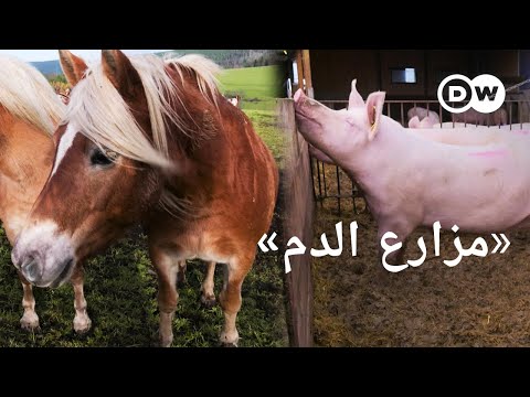 , title : 'وثائقي | هرمون الفرس الثمين - معاناة الخيول من أجل لحم خنزير رخيص | وثائقية دي دبليو'