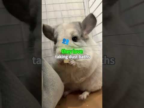 #foryou #funny #chipmunk