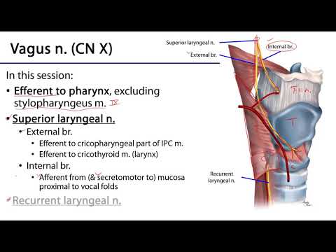 Larynx and Pharynx LO - Glossopharyngeal and Vagus nn