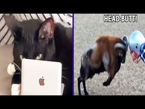 The Best Animal Voiceovers of 2023 (part 2)